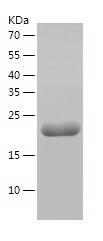 Recombinant Human EFCAB7.jpg