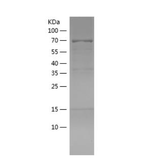 Recombinant Human EHBP1.png