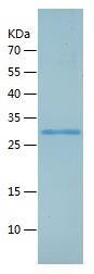 Recombinant Human eIF4H.jpg