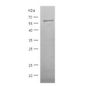 Recombinant Human ELAVL2.png