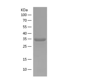 Recombinant Human ELF1.png