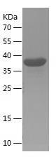 Recombinant Human EMILIN1.jpg