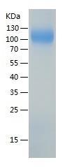 Recombinant Human Ephrin B2.jpg