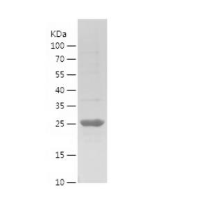Recombinant Human ERCC1.png