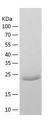 Recombinant Human ERP27.jpg