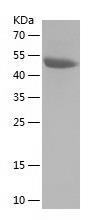 Recombinant Human ETFB.jpg
