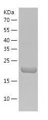 Recombinant Human ETHE1.jpg