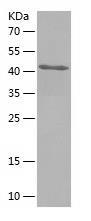 Recombinant Human EXOSC3.jpg