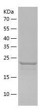 Recombinant Human EXOSC5.jpg