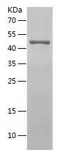 Recombinant Human EXOSC8.jpg