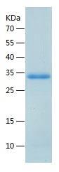 Recombinant Human EYA2.jpg