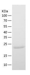 Recombinant Human FAHD1.jpg