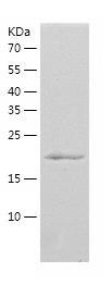 Recombinant Human Fam3a.jpg