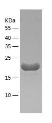 Recombinant Human FAM50A.jpg
