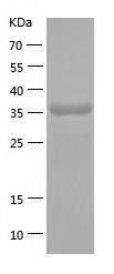 Recombinant Human FANK1.jpg