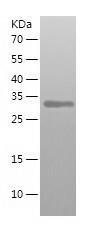 Recombinant Human FBP2.jpg
