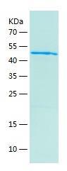 Recombinant Human FBXO2.jpg