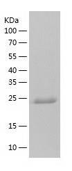 Recombinant Human FGF13.jpg