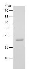 Recombinant Human FGF19.jpg