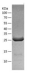 Recombinant Human FGF5.jpg