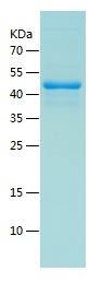 Recombinant Human FGFBP1.jpg