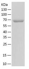 Recombinant Human FKBPL.jpg