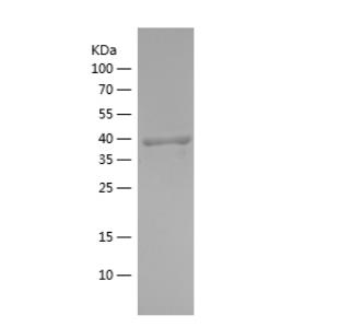 Recombinant Human FLOT1.png