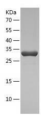 Recombinant Human FN3K.jpg