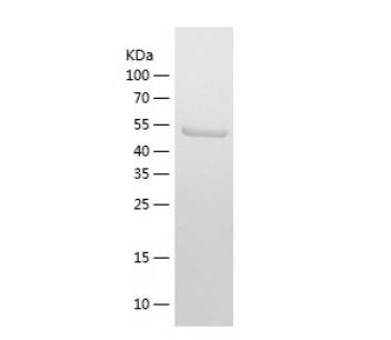 Recombinant Human Follistatin.png