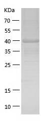 Recombinant Human FOXA3.jpg