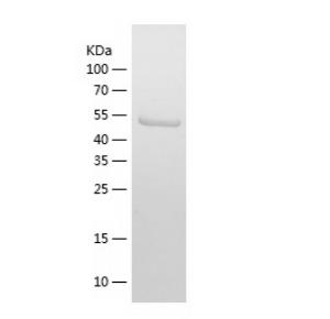Recombinant Human FST.png