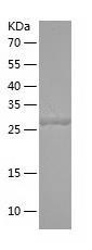 Recombinant Human FSTL1.jpg