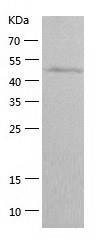 Recombinant Human G3BP2.jpg