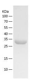 Recombinant Human Galectin 8.jpg