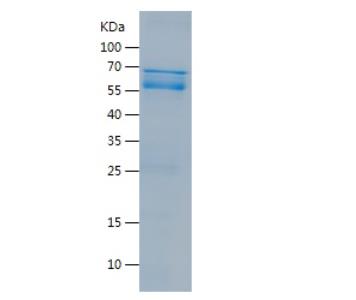 Recombinant Human GATA1.png