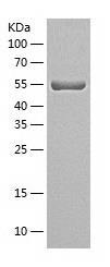 Recombinant Human GATA2.jpg