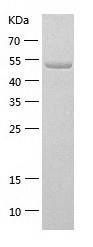 Recombinant Human GDA.jpg