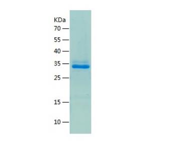 Recombinant Human GDF2.png