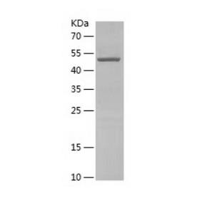 Recombinant Human GDI1.png