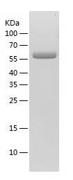 Recombinant Human GGT1.jpg