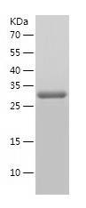 Recombinant Human GIPC1.jpg