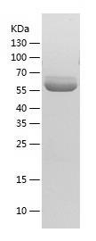 Recombinant Human GLIS1.jpg