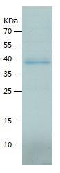 Recombinant Human GLOD4.jpg