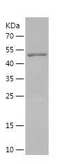 Recombinant Human GLTP.jpg