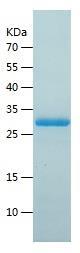Recombinant Human Granzyme K.jpg