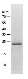 Recombinant Human GSTM2.jpg