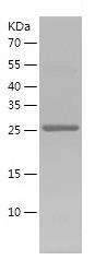 Recombinant Human GTF2A1.jpg
