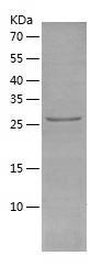 Recombinant Human HDHD3.jpg