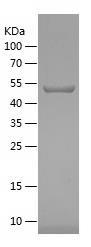 Recombinant Human Heme Oxygenase 1.jpg