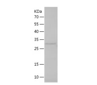 Recombinant Human HLA G.png